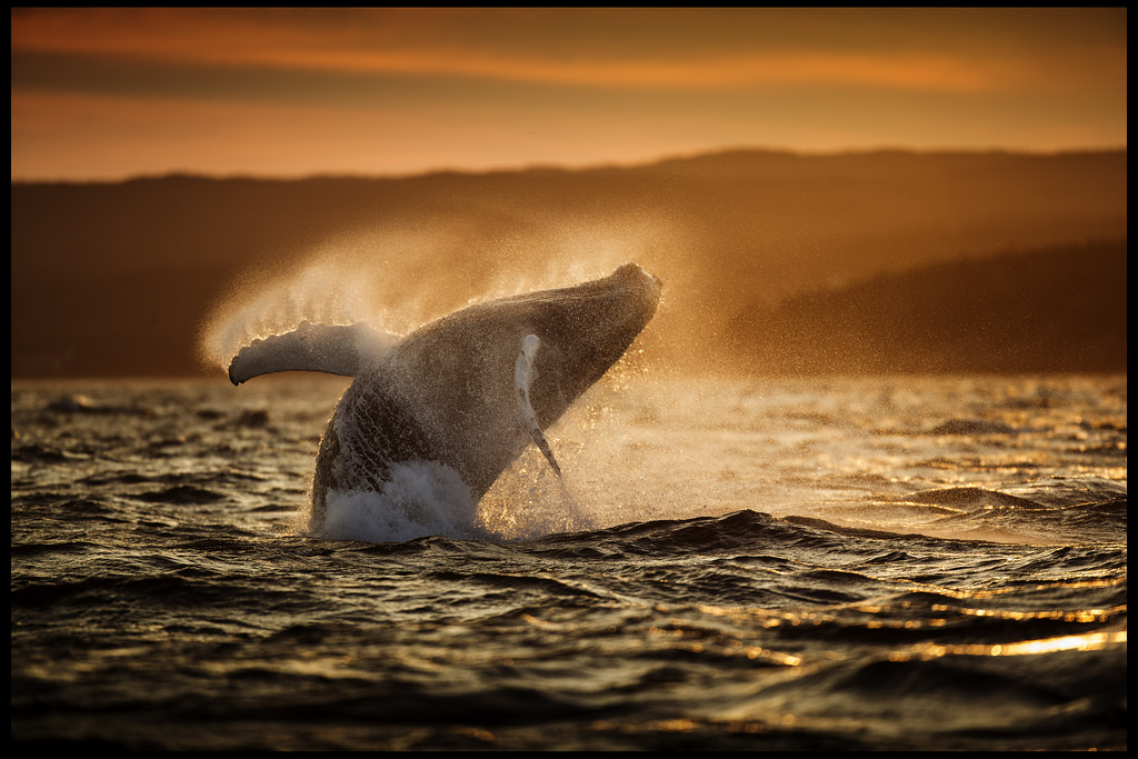 Humpback Whale Breaching at Sunset